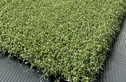 tips_ny_tee_line_335sg_color_301_turf_green_2_1872510314