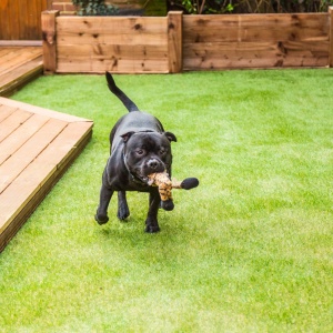 k9-park